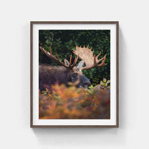 Fall buck