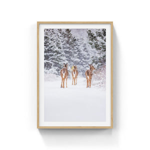 Deer trio under the snow