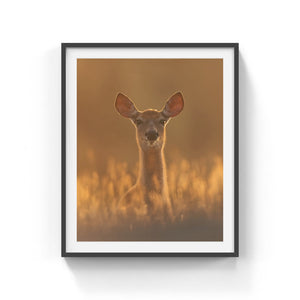 White-tailed deer