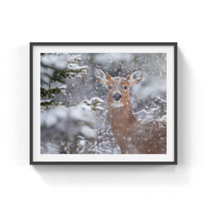 Cerf sous les flocons