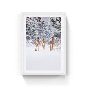 Trio de cerfs sous la neige