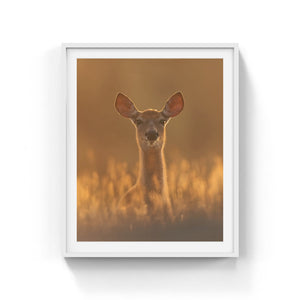 White-tailed deer