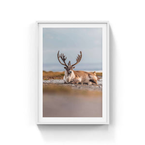 Beach caribou