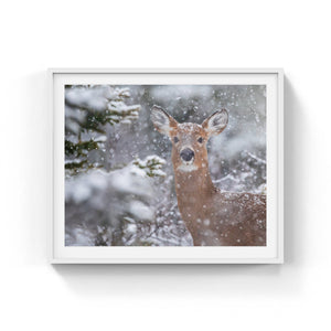 Cerf sous les flocons