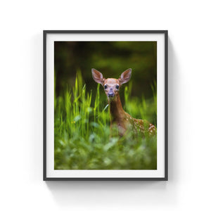 Fawn in the light