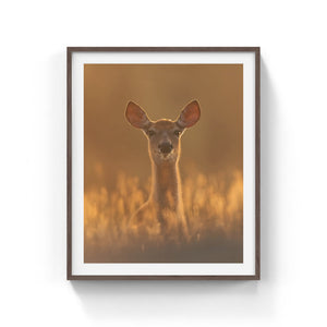 White-tailed deer