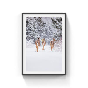 Trio de cerfs sous la neige