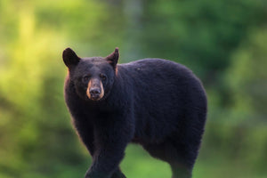 Bear on the road