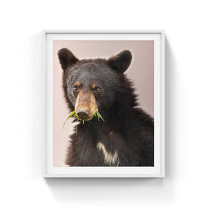 Black bear