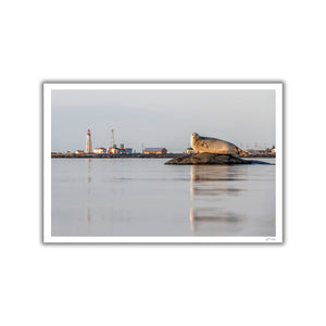 Harbor seal X Lighthouse