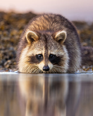 Raccoon reflection