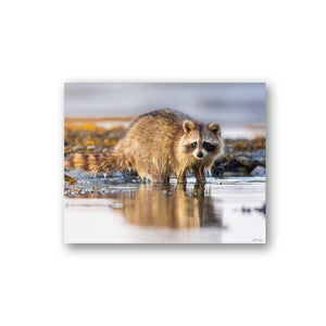 Coastal raccoon