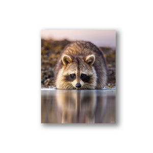 Raccoon reflection