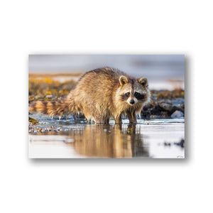 Coastal raccoon