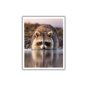 Raccoon reflection