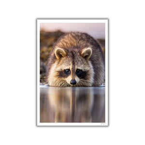 Raccoon reflection