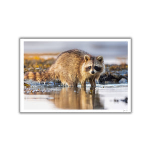 Coastal raccoon