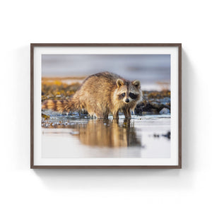 Coastal raccoon