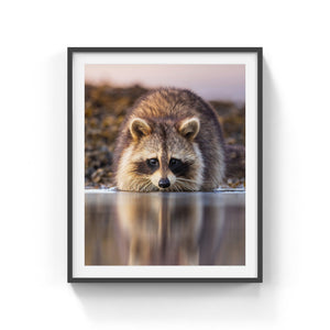 Raccoon reflection