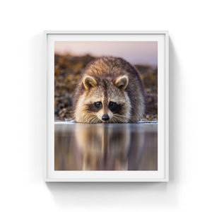 Raccoon reflection