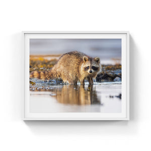 Coastal raccoon