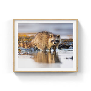 Coastal raccoon