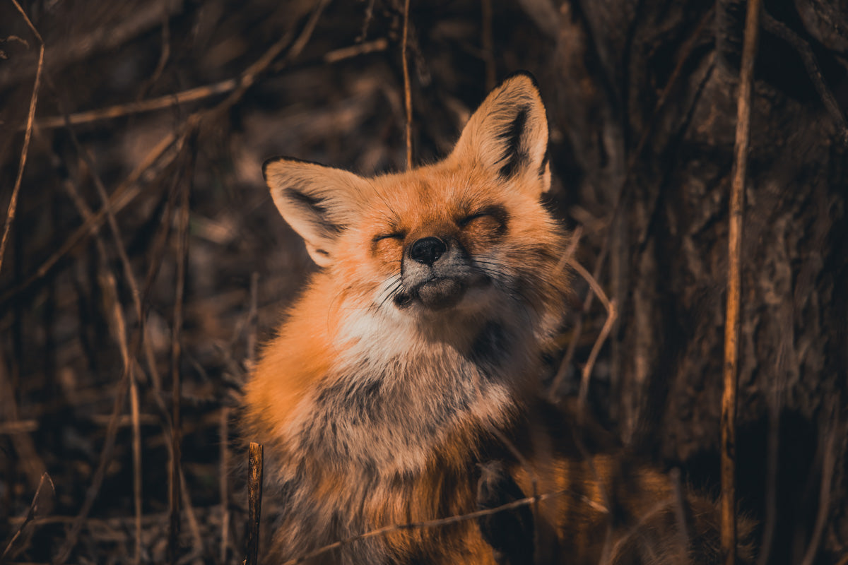 Smiling fox