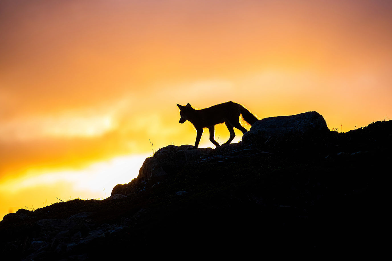 Fox silhouette