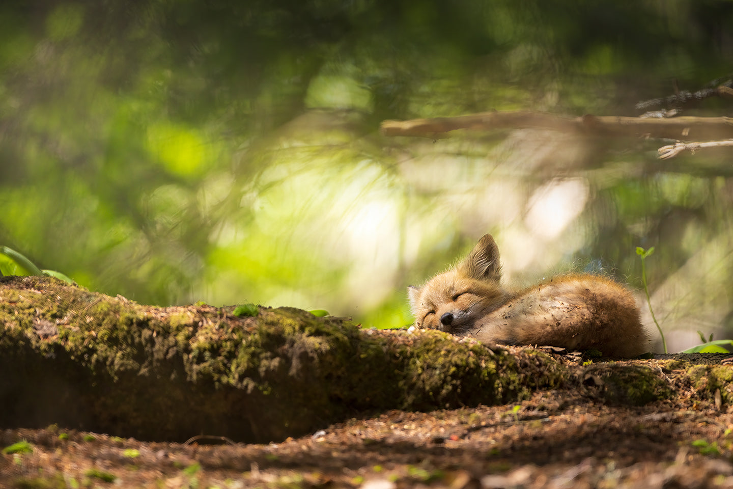 Forêt magique - Canvas