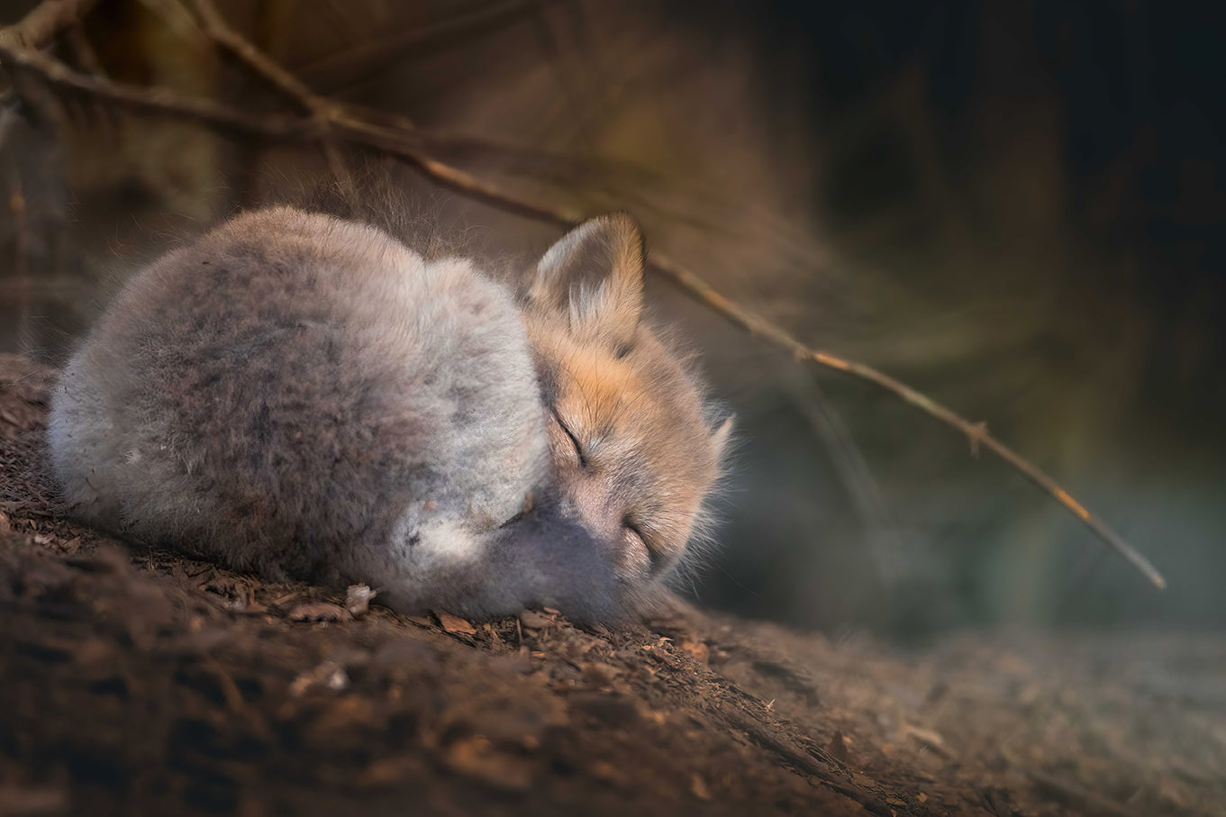 Resting in the forest