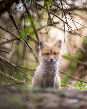 Fox cub under the branches