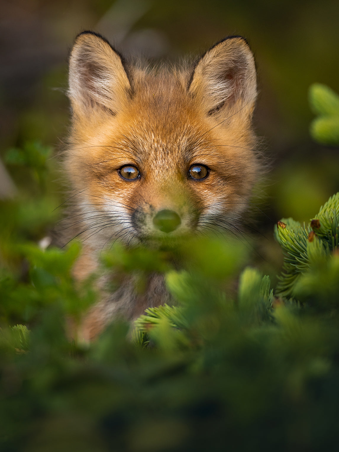 Fox cub in the conifers