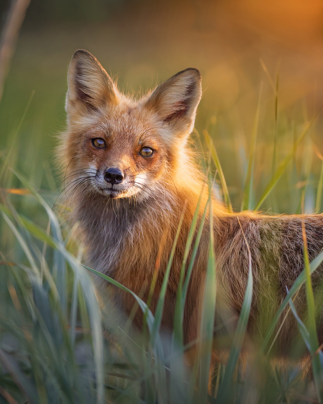 Renard dans les élymes