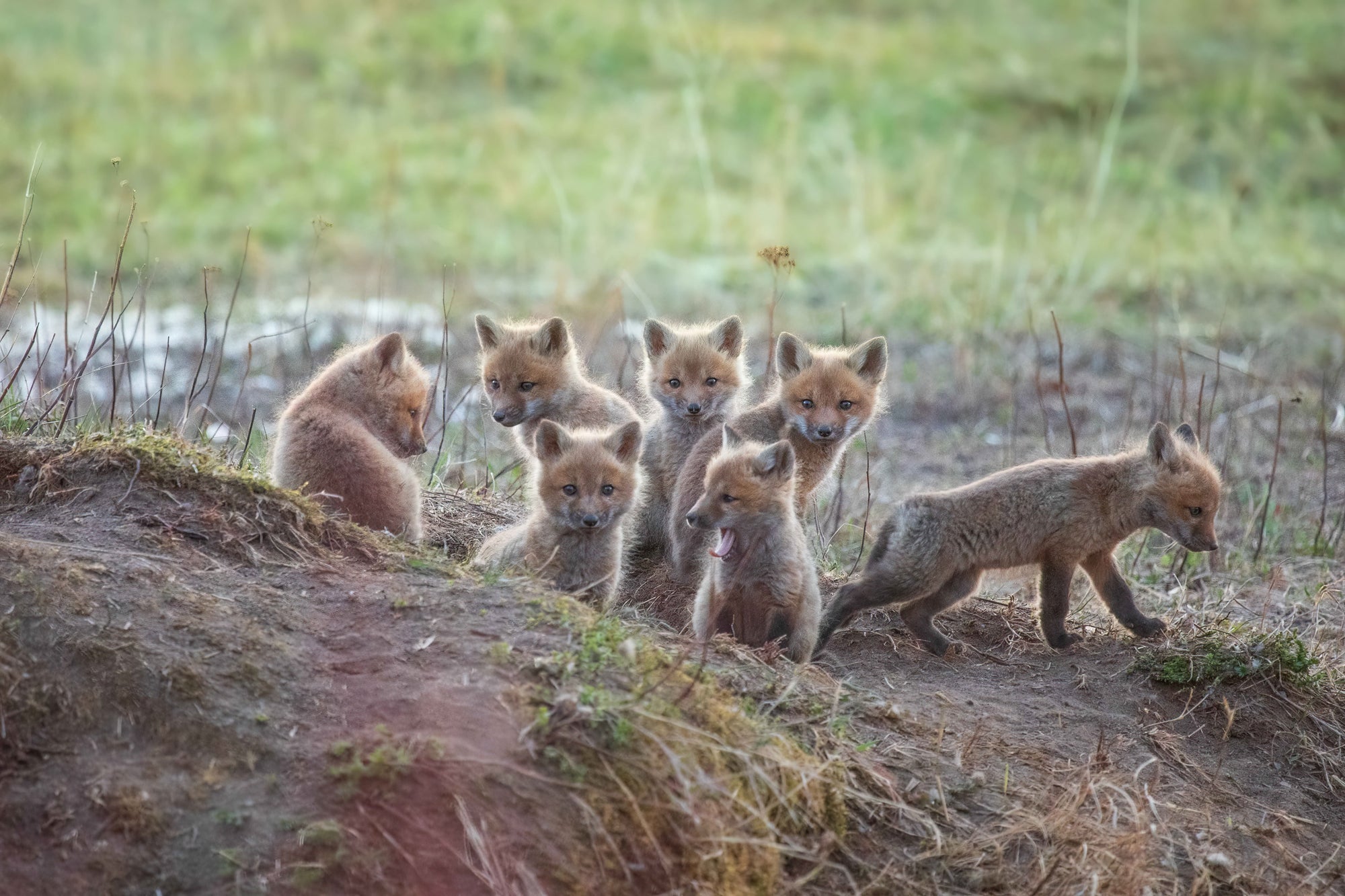 Large litter