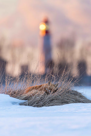 Le repos du chasseur