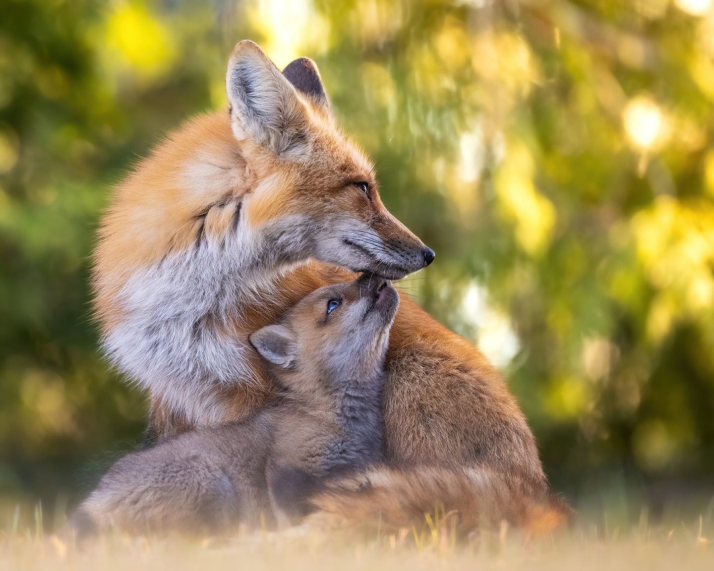 Le retour du printemps - Canvas