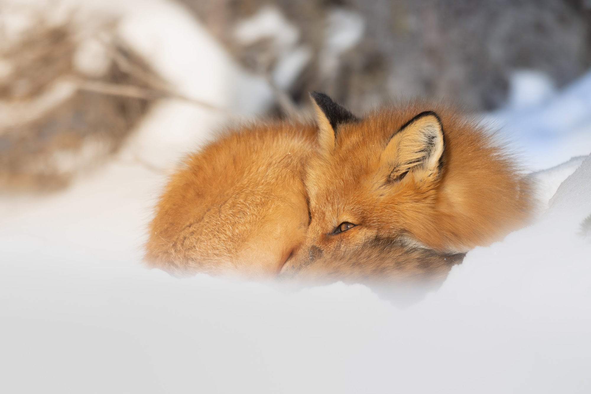 Winter sunbath