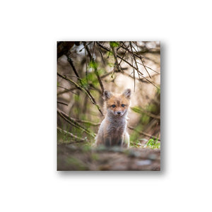 Fox cub under the branches