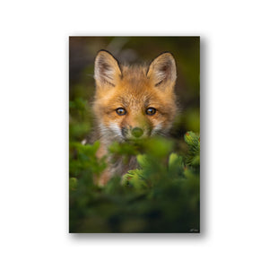 Fox cub in the conifers