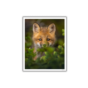 Fox cub in the conifers