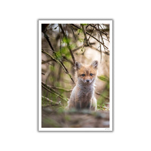 Fox cub under the branches