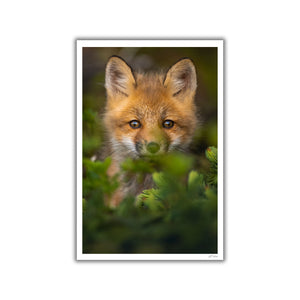 Fox cub in the conifers