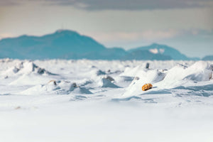 Le renard et la banquise