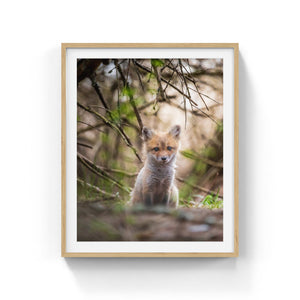 Fox cub under the branches