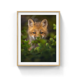 Fox cub in the conifers