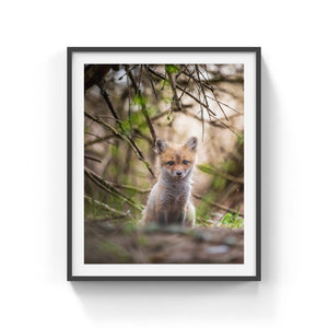 Fox cub under the branches