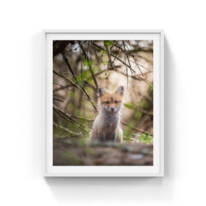 Fox cub under the branches