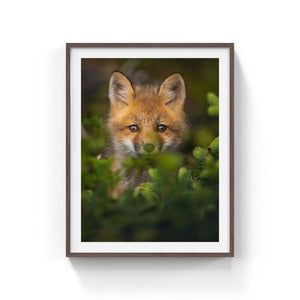 Fox cub in the conifers