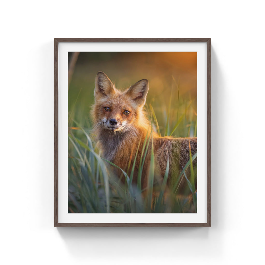 Red fox on the beach