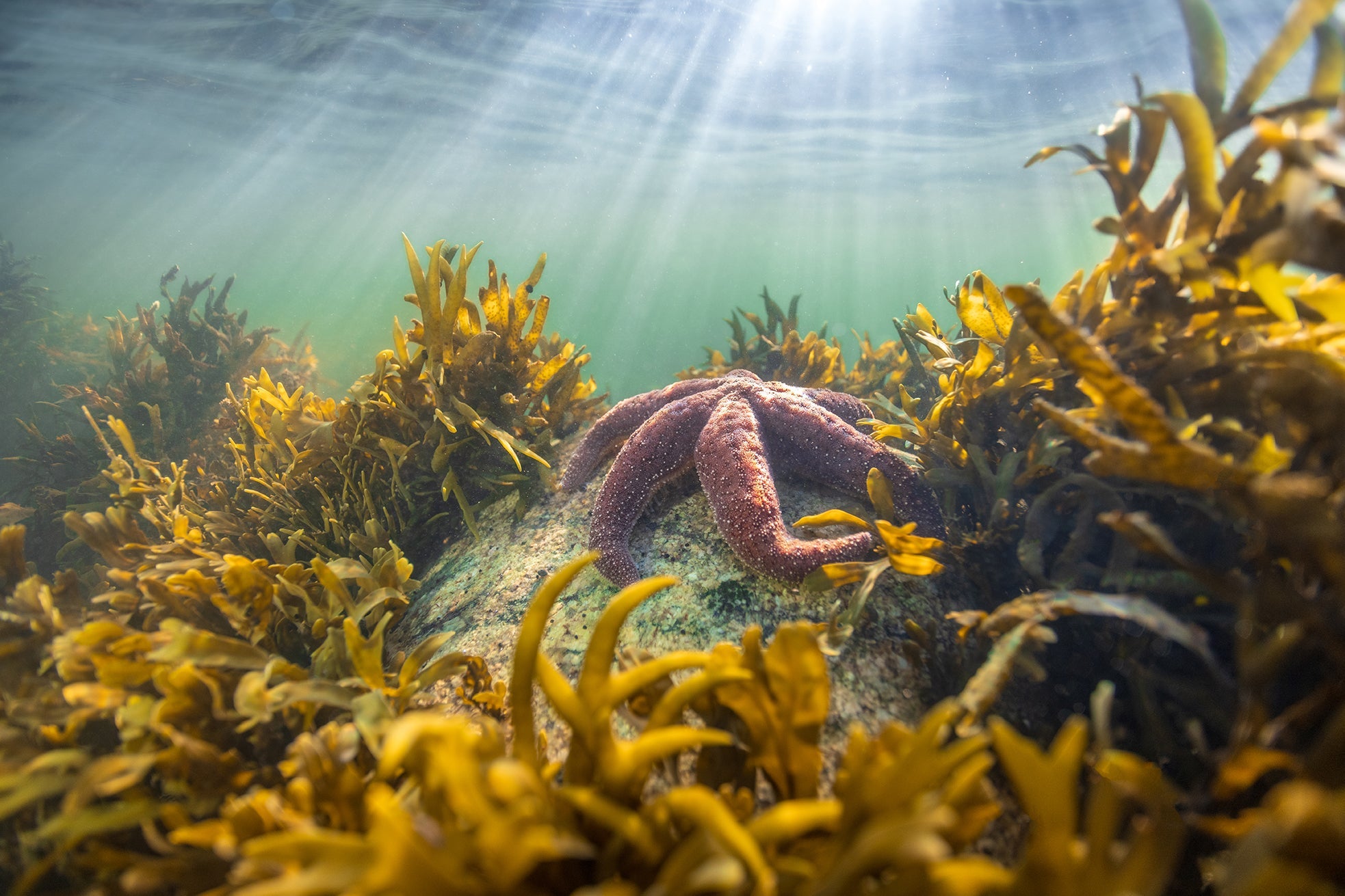 Starfish and sun rays